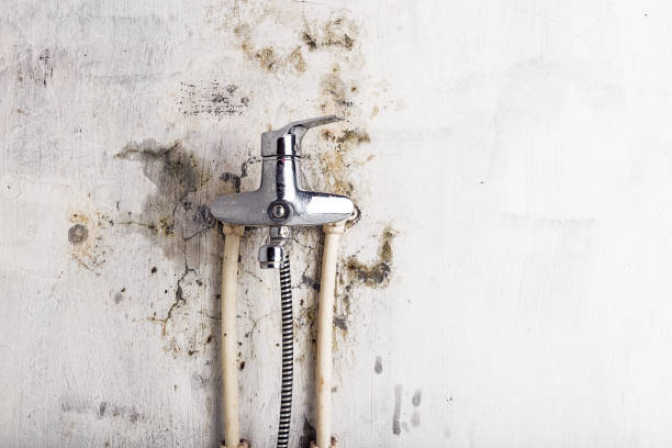 Best Mold Removal and Inspection  in Middleport, OH