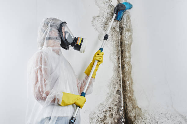 Best Office Mold Removal Services  in Middleport, OH