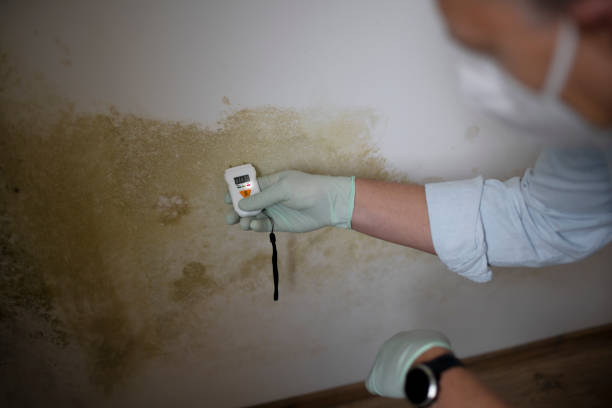 Best Affordable Mold Removal  in Middleport, OH