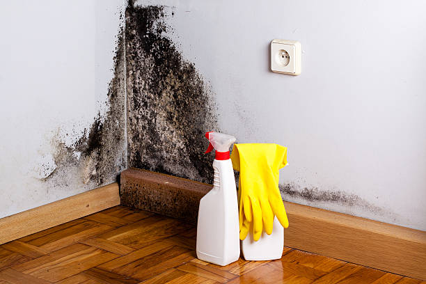 Best Certified Mold Removal  in Middleport, OH