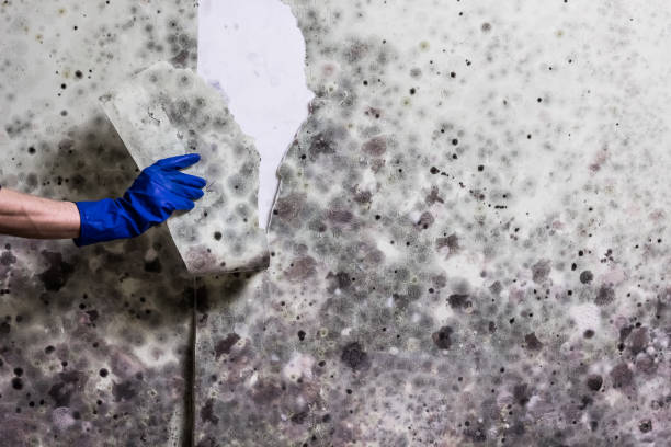 Best Crawl Space Mold Removal  in Middleport, OH